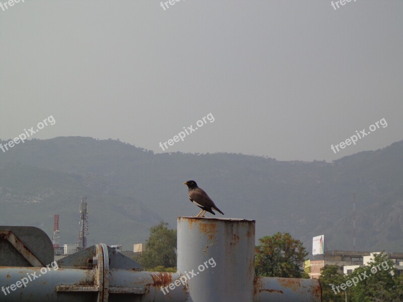 Bird Black Bird Crow Free Photos