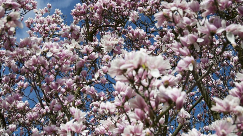 Magnolia Flower Flowers Blossom Bloom