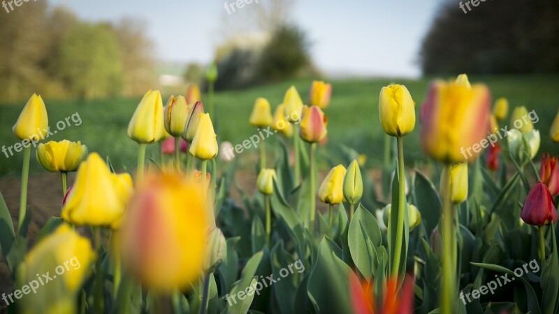 Flowers Flora Tulips Plant Flower