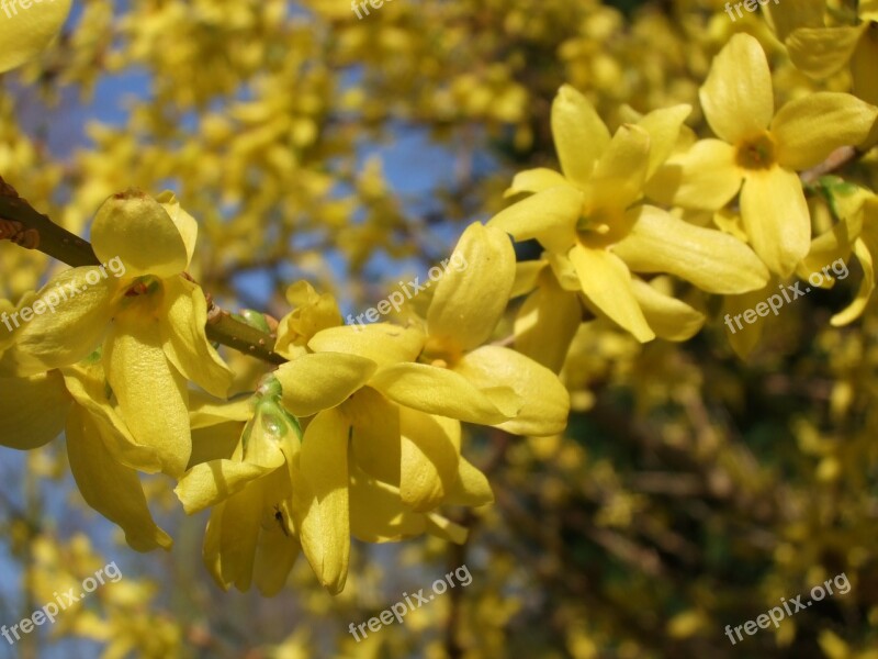 Forsythia Decorative Shrub Garden Forsythia Gold Lilac Golden Bells Spring