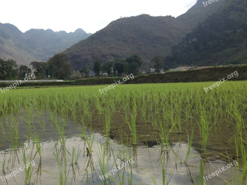 Vietnam Rice Field Mai Chau Agriculture