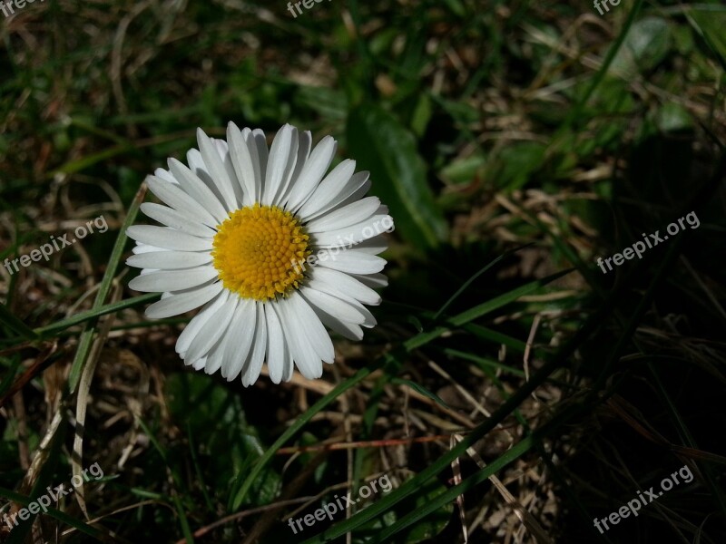 Daisy Plant Flower Flowers White