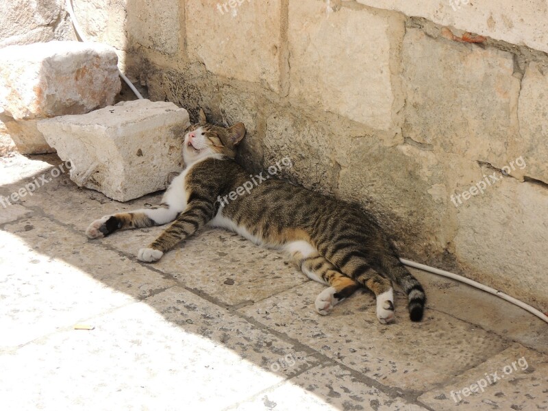 Croatia Dubrovnik City Cat Sleep