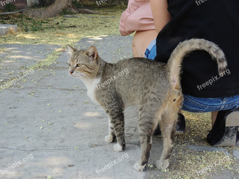 Turkey Izmir Cat Tigercat Alley Cat