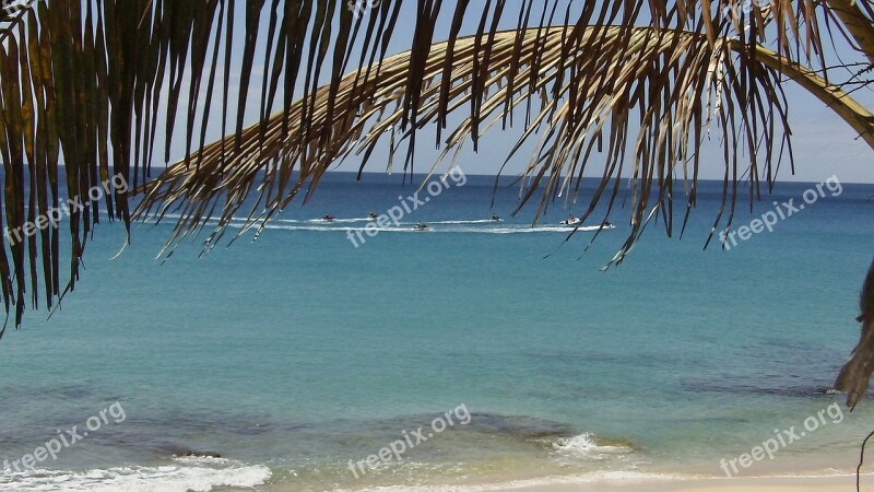 Fuerteventura Canary Islands Summer Beach Palm Trees