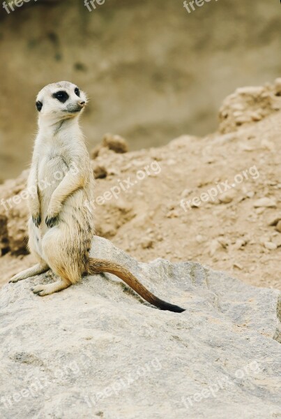 Meerkat Nature Zoo Animal Free Photos