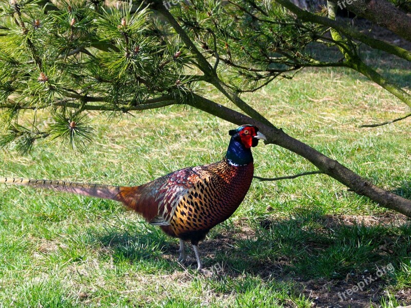 Animal Pheasant Nature Plumage Feather