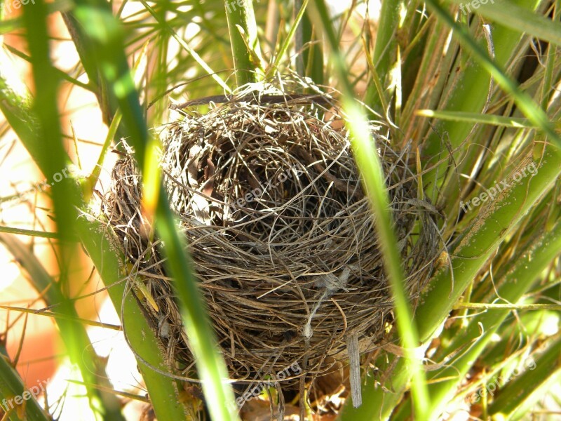 Bird's Nest Nature Nest Free Photos