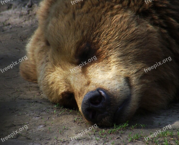 Bear Sleep Rest Zoo Free Photos