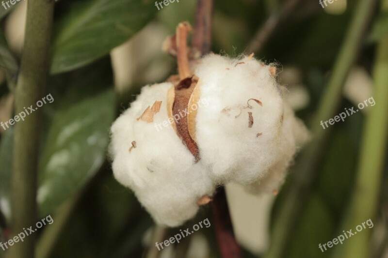 Cotton Flowers Plant Texture Free Photos