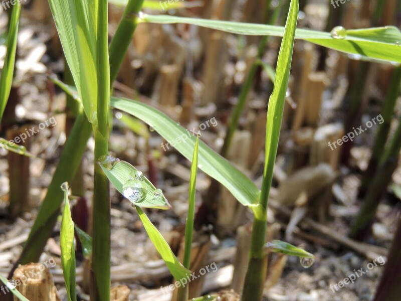 Morgentau Drip Stalk Green Water