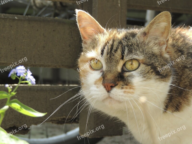 Cat Blossom Bloom Whiskers Animal