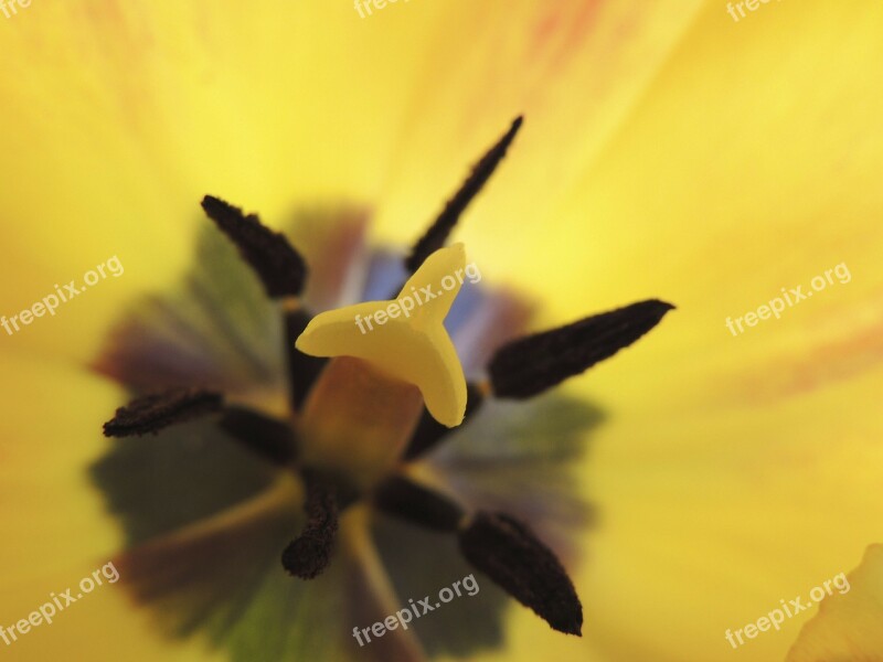 Tulip Stamp Yellow Flower Plant