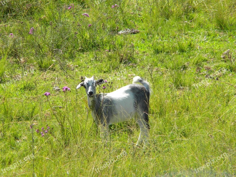 Animal Nature Goat Pasture Free Photos