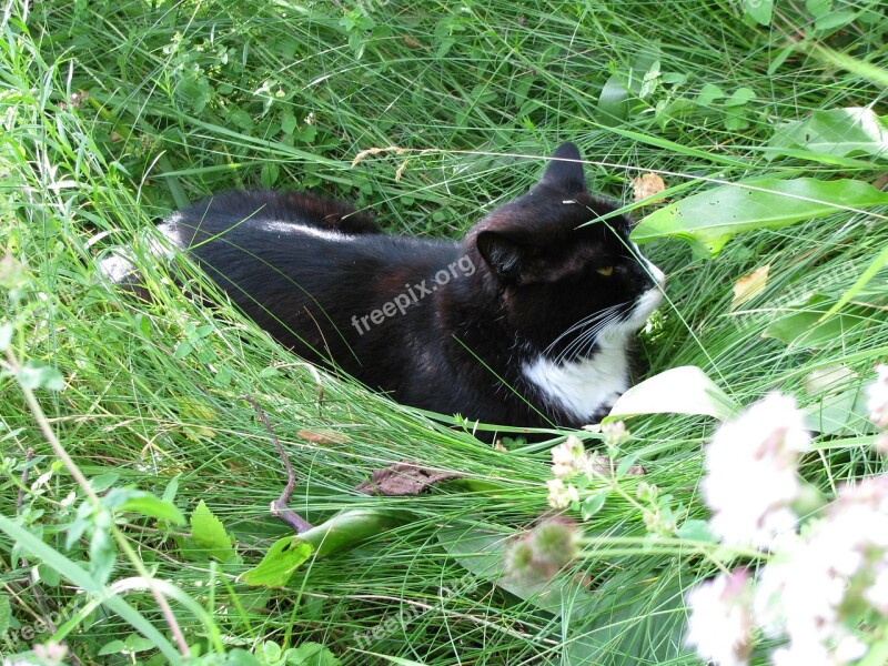 Summer Cat Garden Lawn Nature