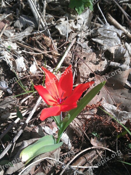 Tulip Red Forest Orphaned Change Of Location