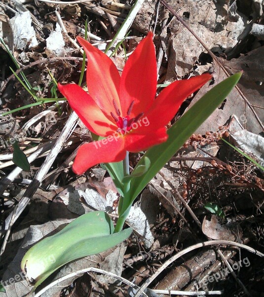 Tulip Red Forest Orphaned Alone