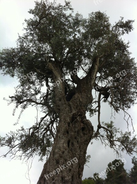 Tree Clouds Trees Branches Frame