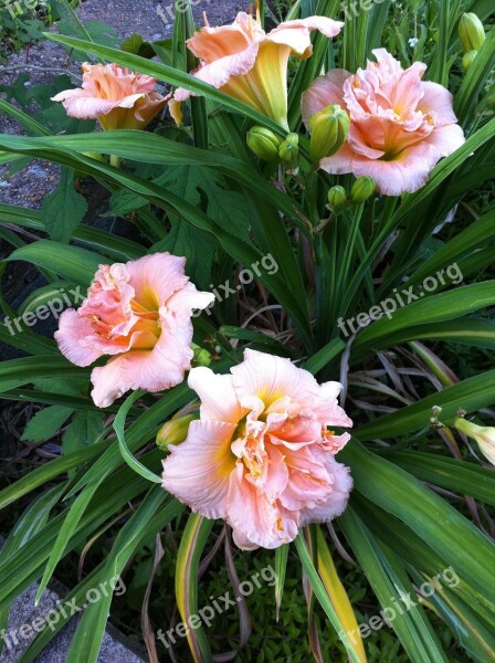 Flower Flowers Tiger Lilies Pink Coral