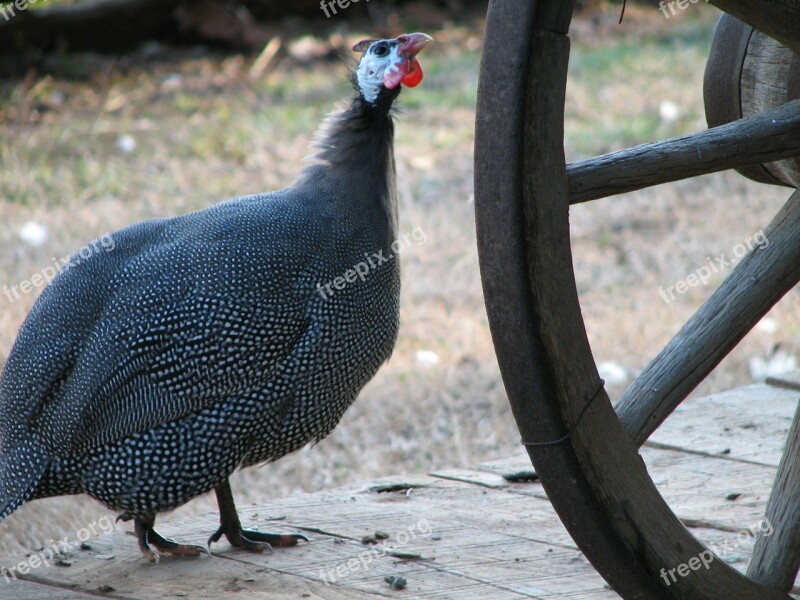 Guinea Fowl Guinea-fowl Chicken Birds