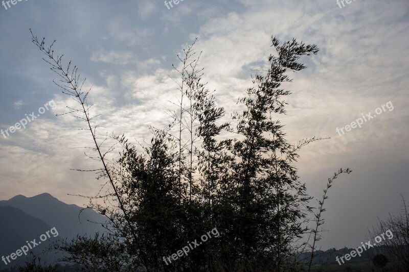 Bambbo Bush Cloud Sunset Sky Nature