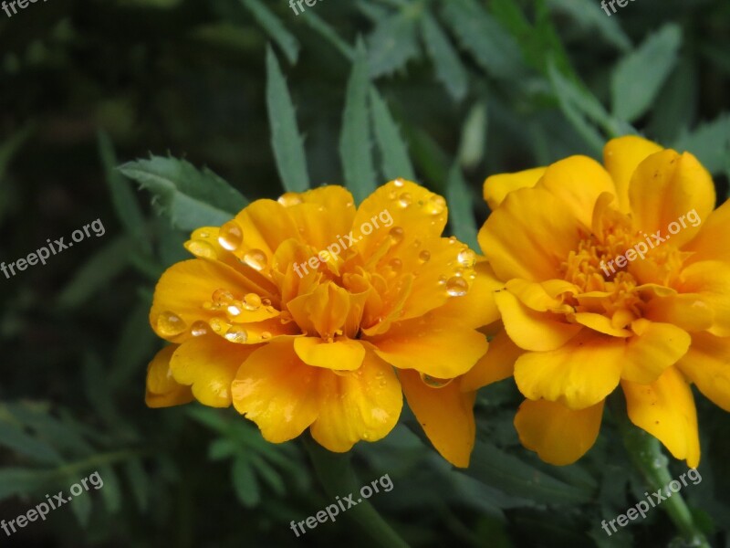 Flower Orange Drop Free Photos