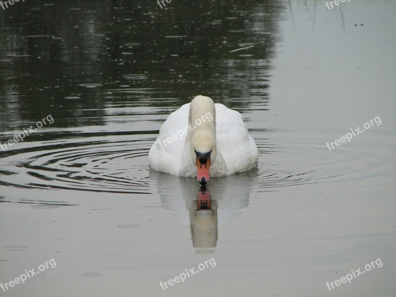 Swan Bird Lake Pond Swans