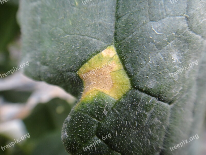 Cucumber Leaf Disease Free Photos