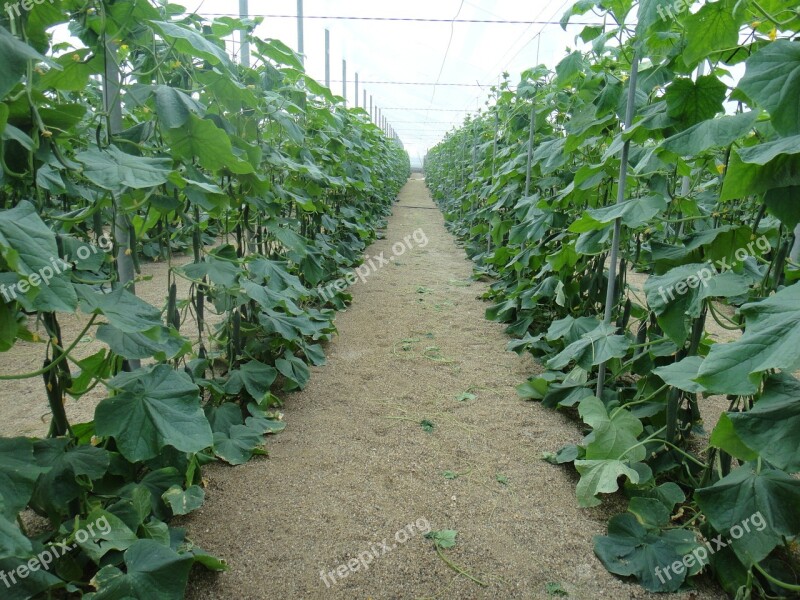 Cucumbers Almeria Spain Free Photos