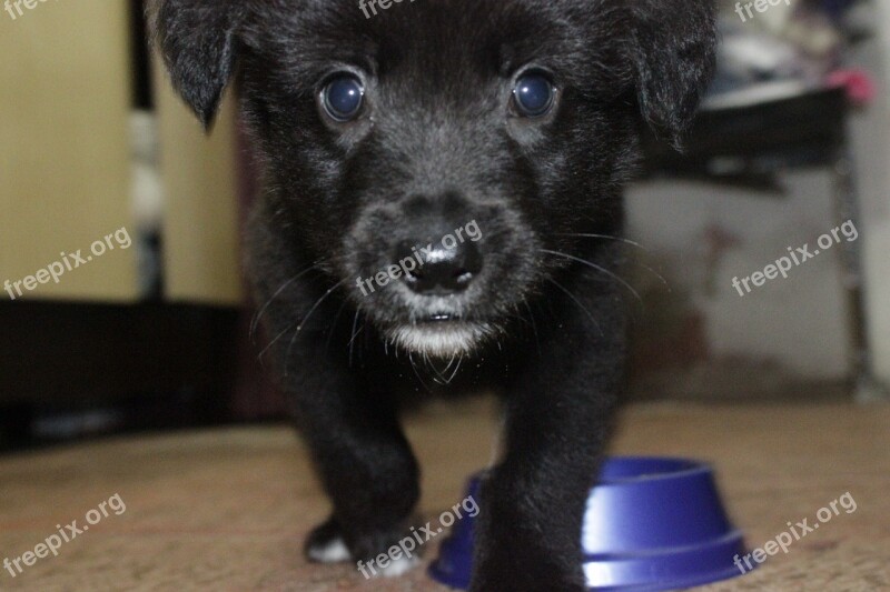 Puppy Black Animal Free Photos