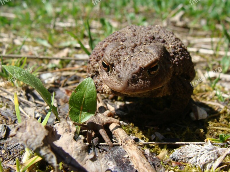 Toad Animal World Amphibian Animals Nature