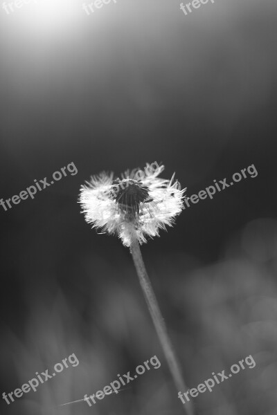 Flower Dandelion Black And White Nature Plant