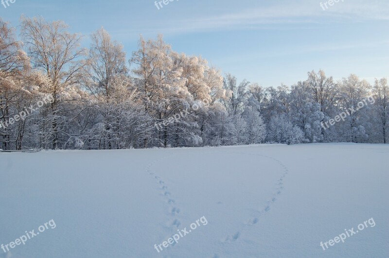 Snow Forest Snow Landscape Winter Free Photos