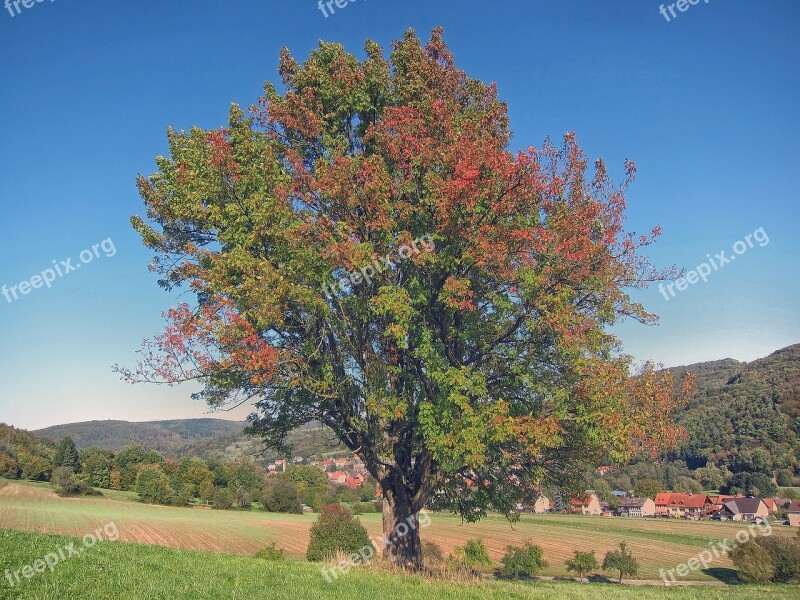 Bavaria Germany Tree Forest Trees