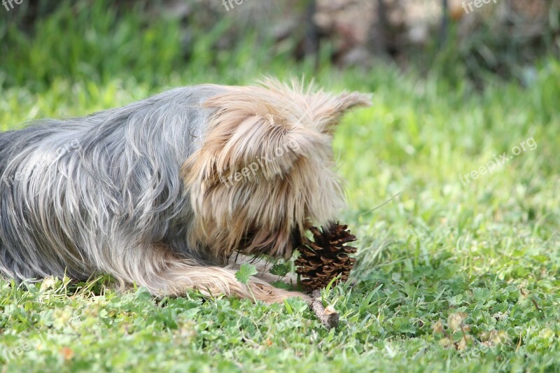 Haley Yorkie Terrier Dog Pet