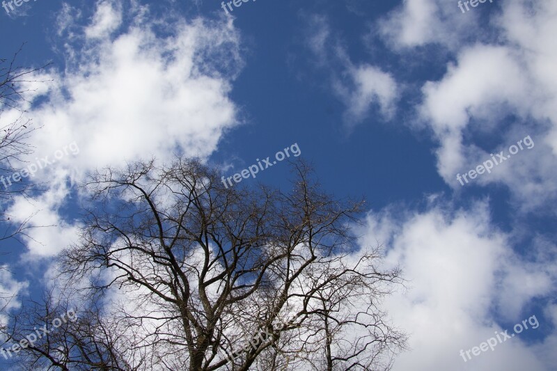 Tree Clouds Sky Blue Silhouette