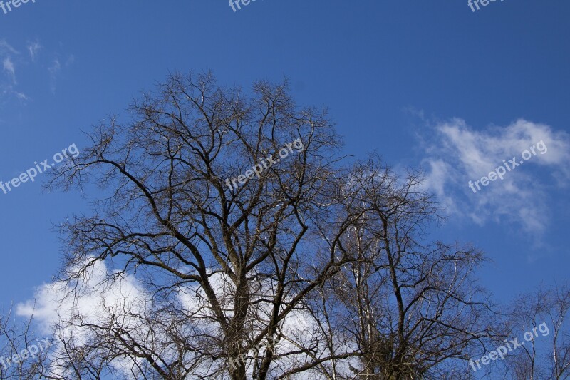 Tree Clouds Sky Blue Silhouette