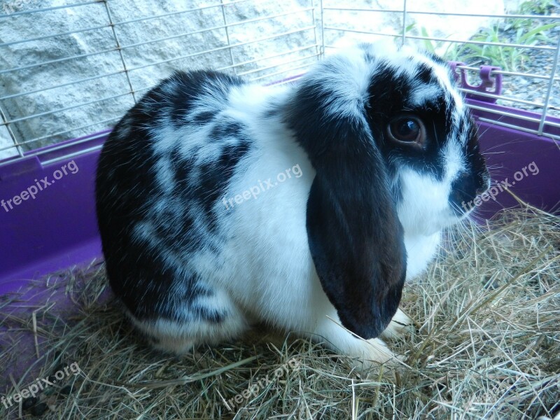 Bunny Rabbit Animals Black And White Pet Black White