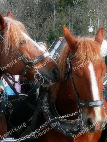 Horses Harness Carriage Travel Animal