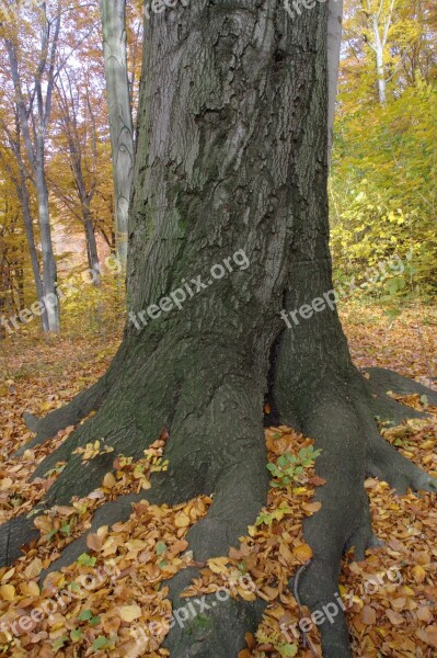 Autumn Log Root Leaves Tree Root