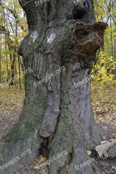 Autumn Log Root Leaves Tree Root