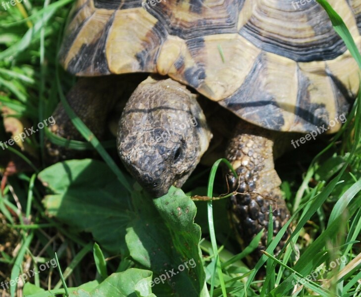 Turtle Summer Meadow Grass Toad