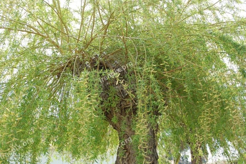 Willow Tree Green Nature Free Photos