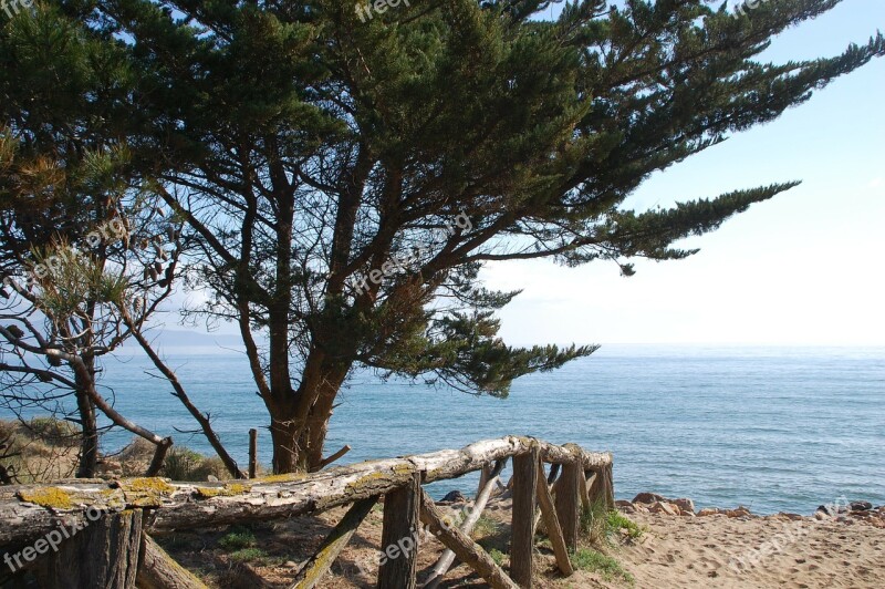 Side Landscape Beach Pine Free Photos