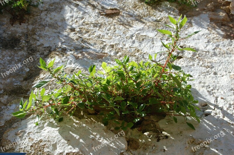 Plant Pierre Rockery Free Photos