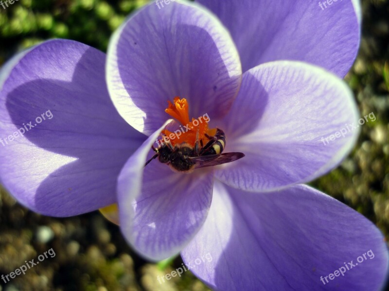 Flower Purple Flowers Summer Flowers Nature Summer