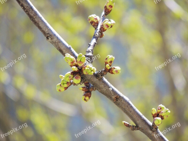 Plant Nature Green Bud White