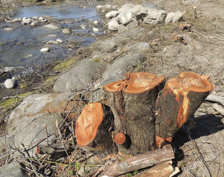 Log Wood Brown Tree Cases Forest Work