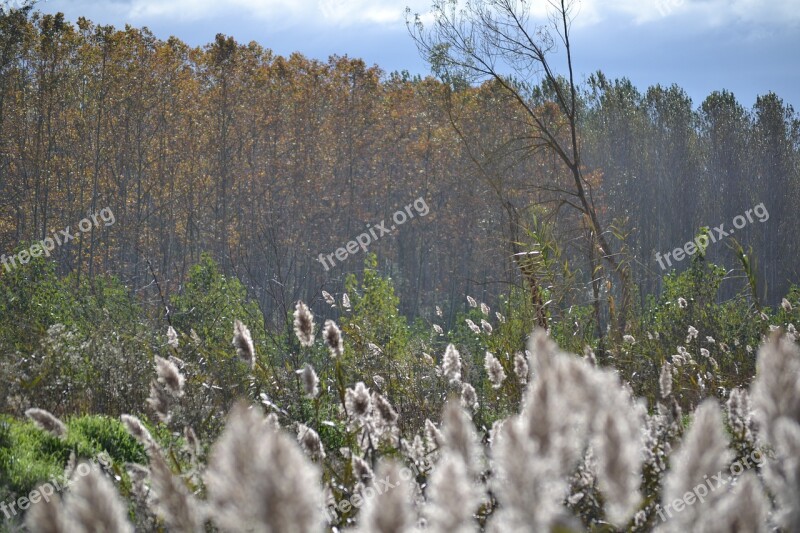 Contrast Nature Autumn Free Photos