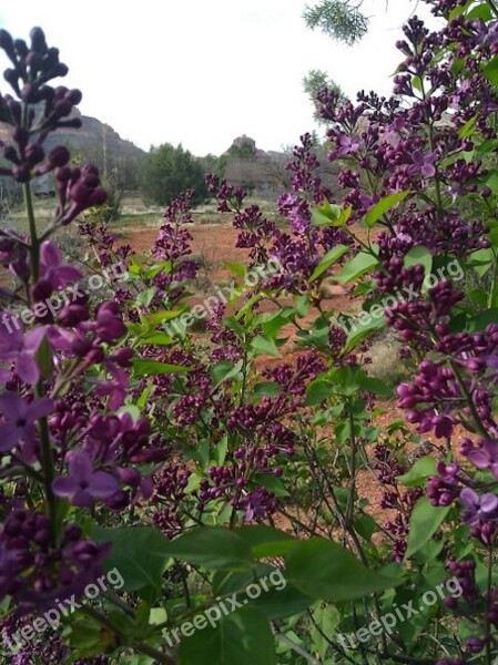 Lilacs Sedona Bell Rock Spring Meadow